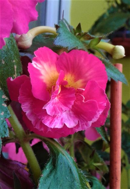  - Frumosi mei achi astazi