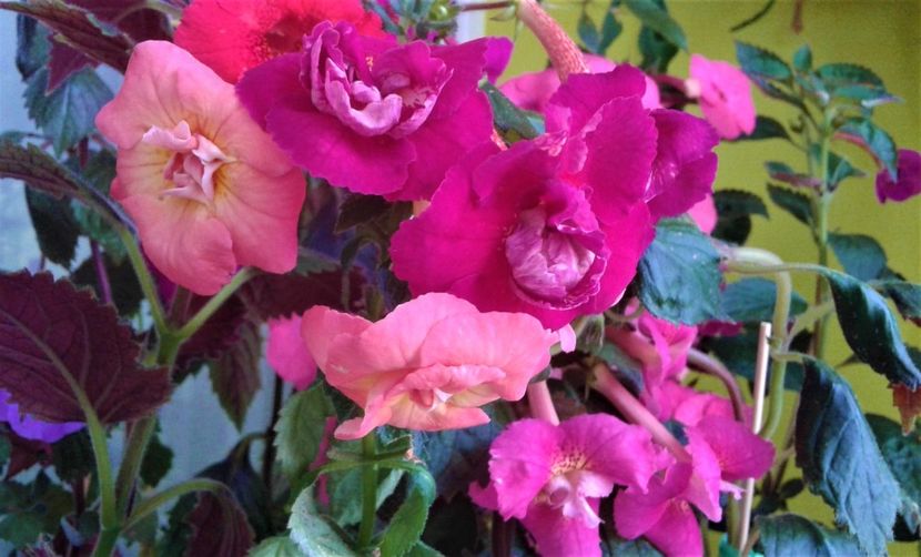  - Frumosi mei achi astazi