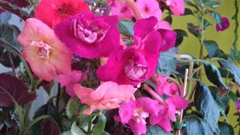  - Frumosi mei achi astazi