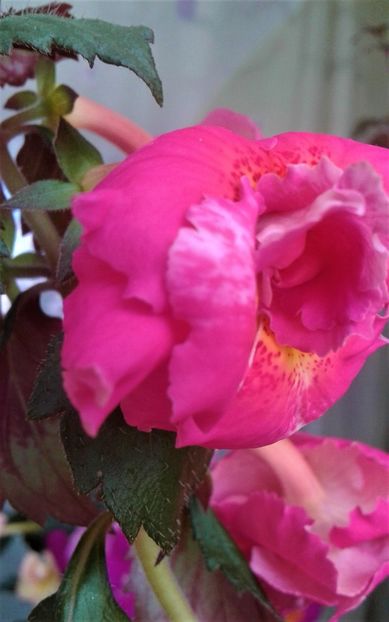  - Frumosi mei achi astazi