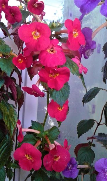  - Frumosi mei achi astazi