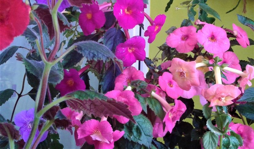  - Frumosi mei achi astazi