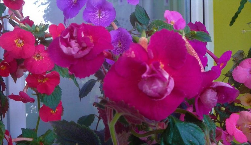  - Frumosi mei achi astazi