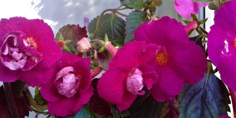  - Frumosi mei achi astazi