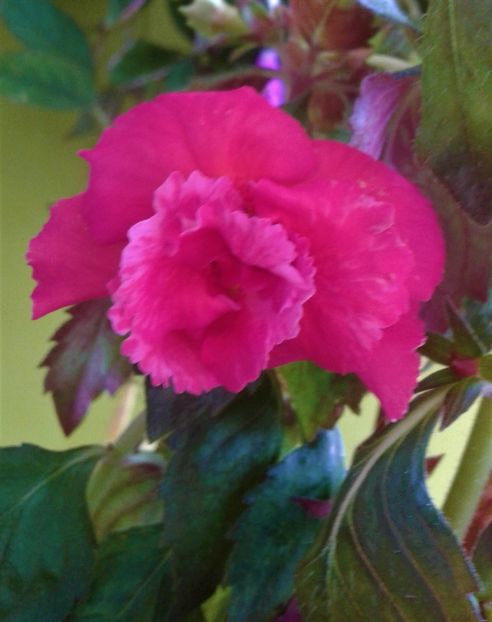  - Frumosi mei achi astazi