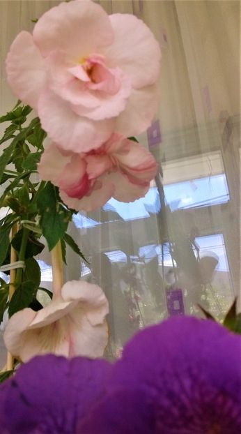  - Frumosi mei achi astazi