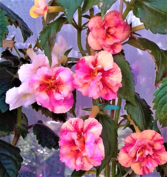  - Frumosi mei achi astazi