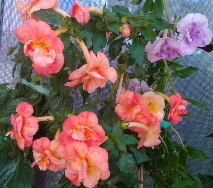  - Frumosi mei achi astazi