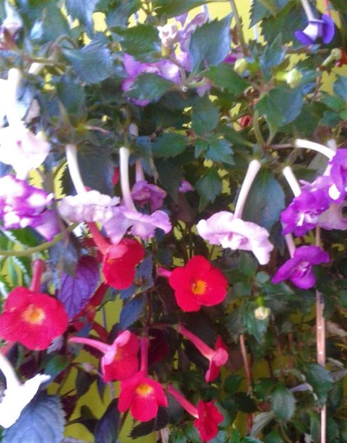  - Frumosi mei achi astazi