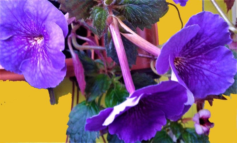  - Frumosi mei achi astazi