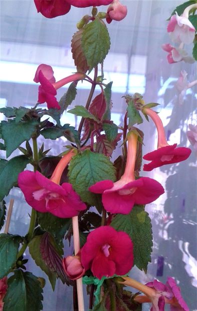  - Frumosi mei achi astazi