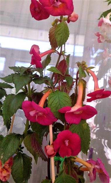  - Frumosi mei achi astazi