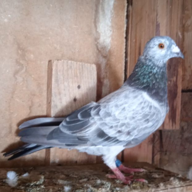 M 21-340 GB(Staicu x Ploscaru)....-30 lei - Porumbei vanduti