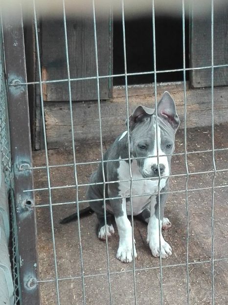  - Catei blue