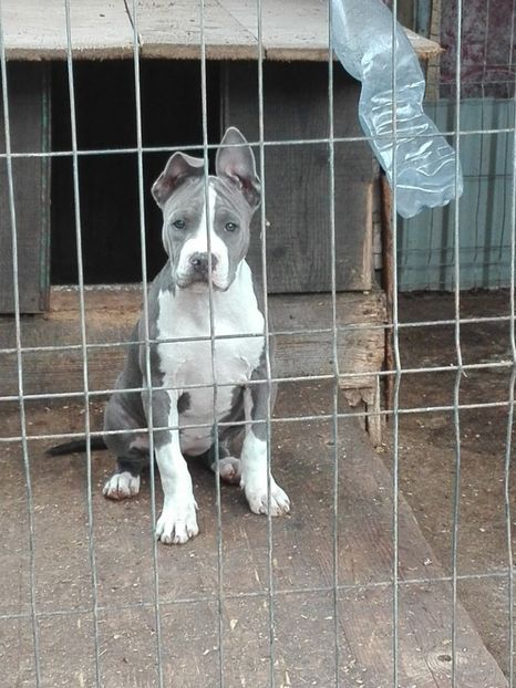  - Catei blue