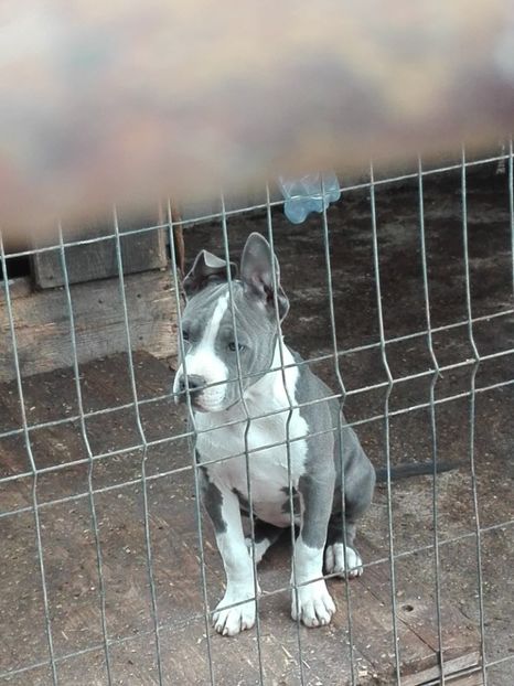  - Catei blue