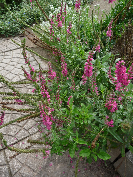  - 2022 - 03 - Toamna