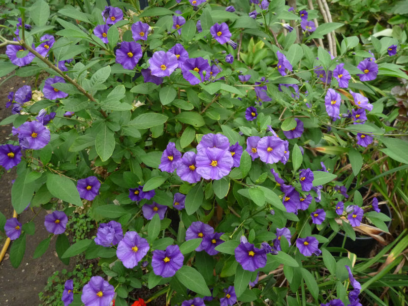  - 2022 - 03 - Toamna