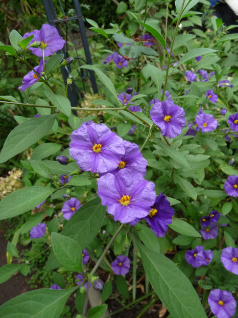  - 2022 - 03 - Toamna