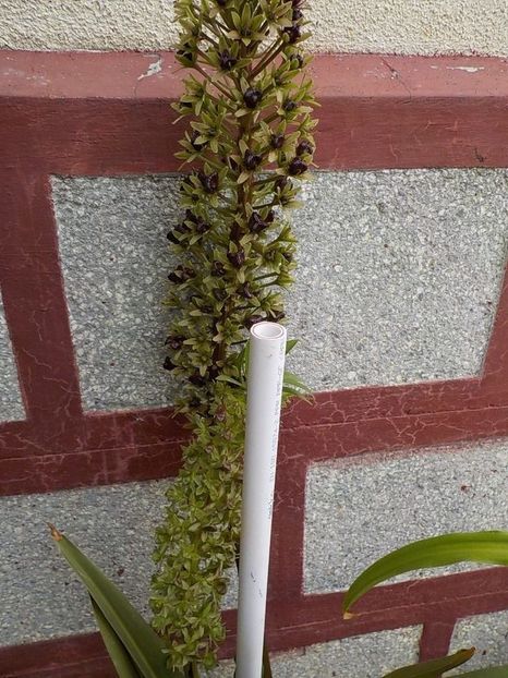  - eucomis