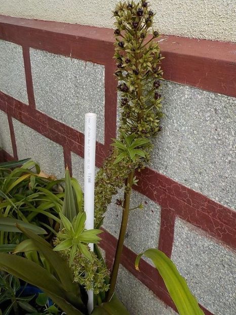  - eucomis