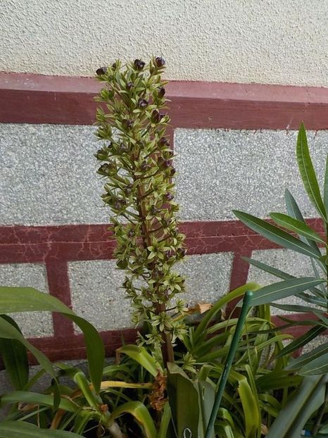  - eucomis