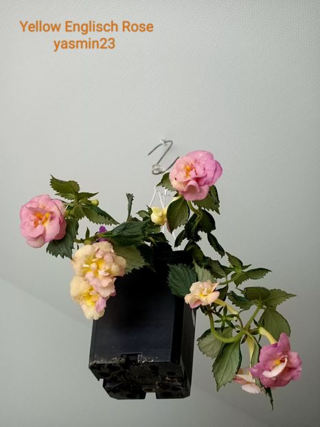 15.09.2022 - Yellow Englisch Rose