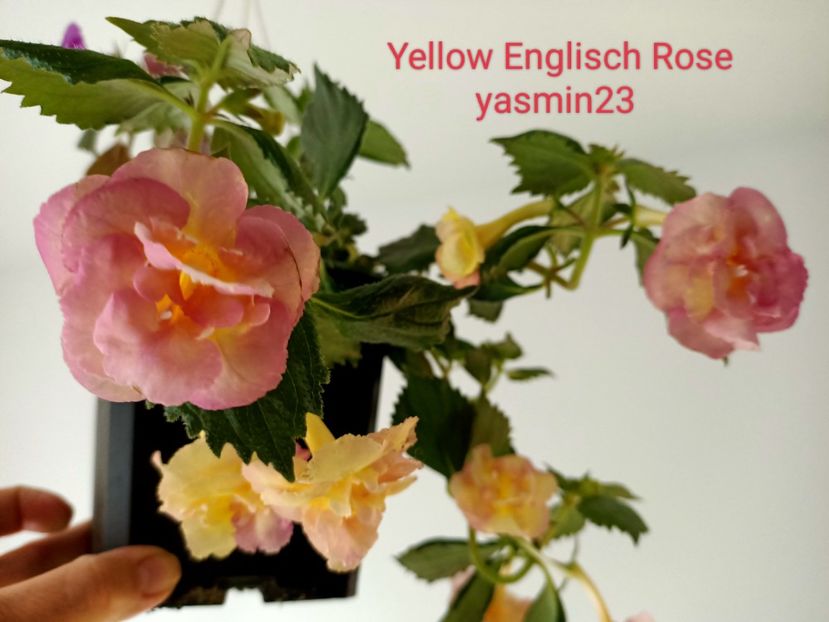 15.09.2022 - Yellow Englisch Rose