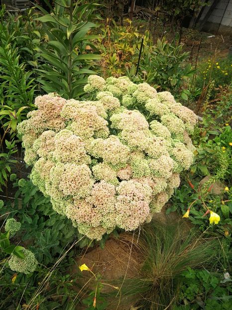  - Flori de grădină-2022