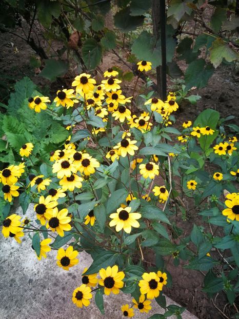  - Flori de grădină-2022