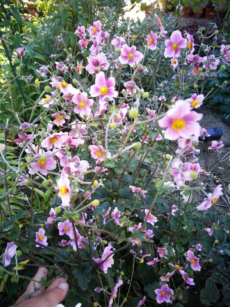  - Flori de grădină-2022