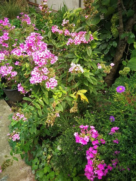  - Flori de grădină-2022