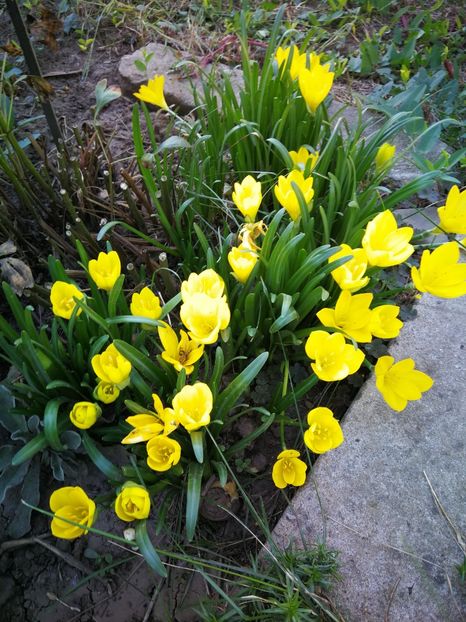  - Flori de grădină-2022