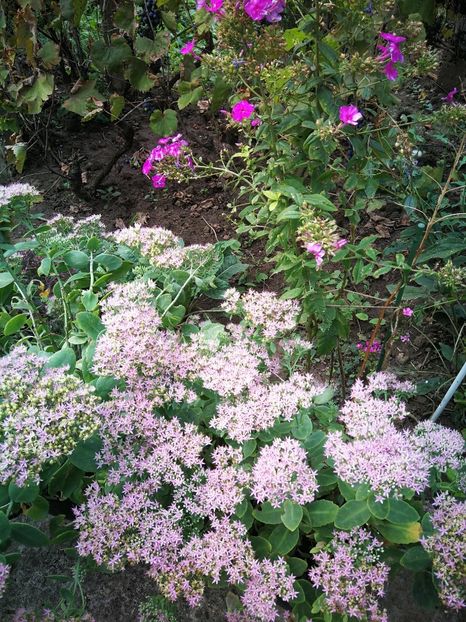  - Flori de grădină-2022