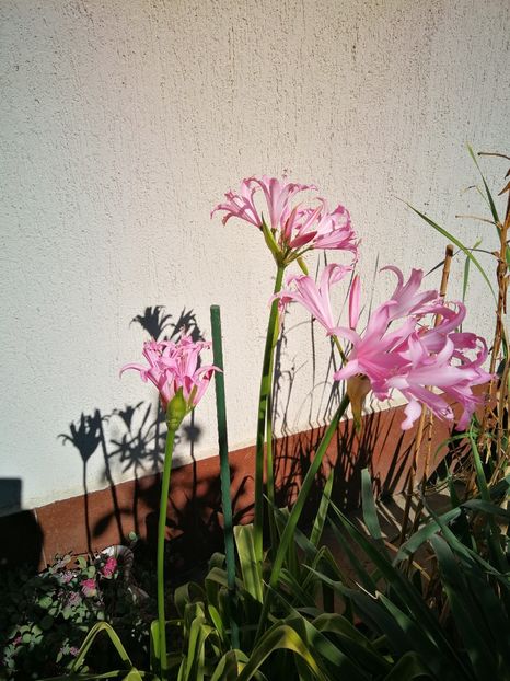  - Flori de grădină-2022