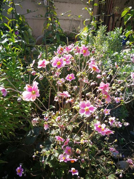 Anemone hupehensis - Flori de grădină-2022