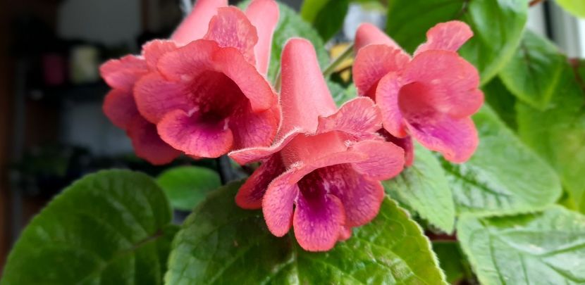 In realitate este mult mai frumoasa - Sinningia 2022