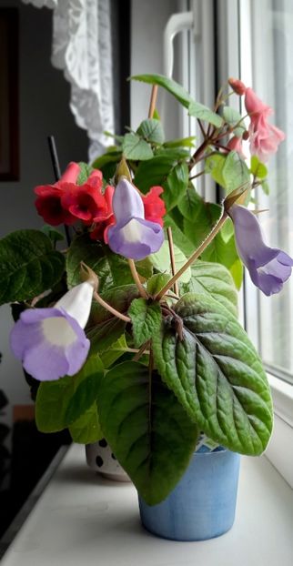 Bleu Ciel - Sinningia 2022