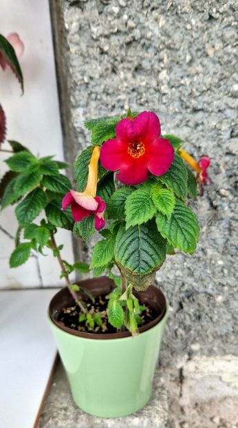 Amazing Grace - Achimenes 2022 2023