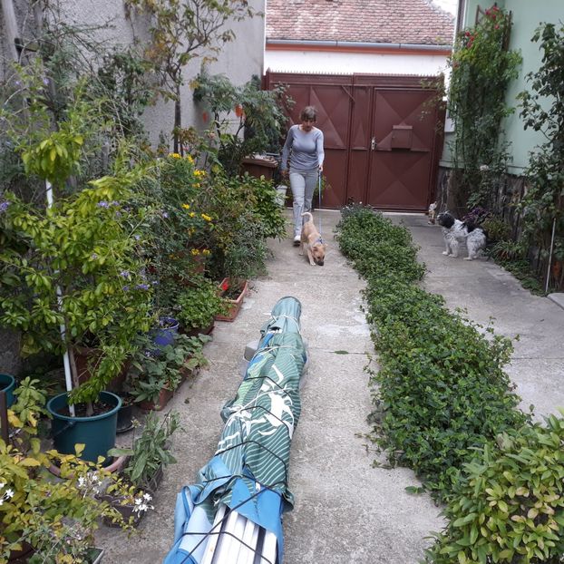  - Codiță-Cody -Coco