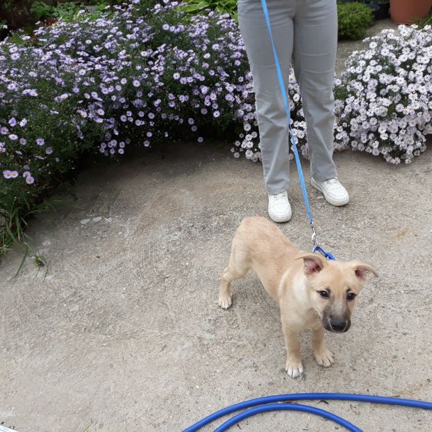  - Codiță-Cody -Coco