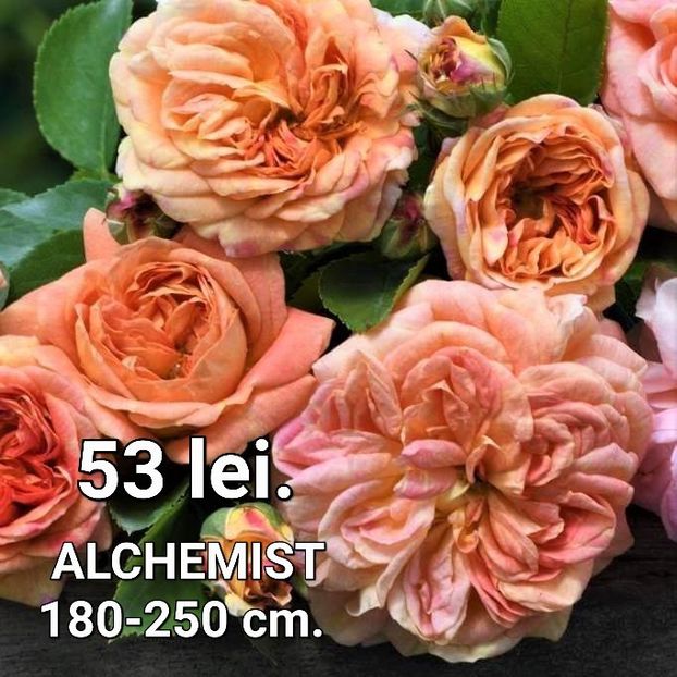 alchemist2_900x - TRANDAFIRI ALTOITI DISPONIBILI CU RADACINA NUDA LIVRAREA SE FACE DUPA 15 OCTOMBRIE