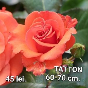 80f69f2973b9452497f322fb2ebf2856 - TRANDAFIRI ALTOITI DISPONIBILI CU RADACINA NUDA LIVRAREA SE FACE DUPA 15 OCTOMBRIE