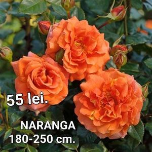 42c3d322f4ef4ff9b632754b58877bc9 - TRANDAFIRI ALTOITI DISPONIBILI CU RADACINA NUDA LIVRAREA SE FACE DUPA 15 OCTOMBRIE