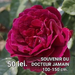 4f79de352c004f07b6e2b52d6a8f9817 - TRANDAFIRI ALTOITI DISPONIBILI CU RADACINA NUDA LIVRAREA SE FACE DUPA 15 OCTOMBRIE