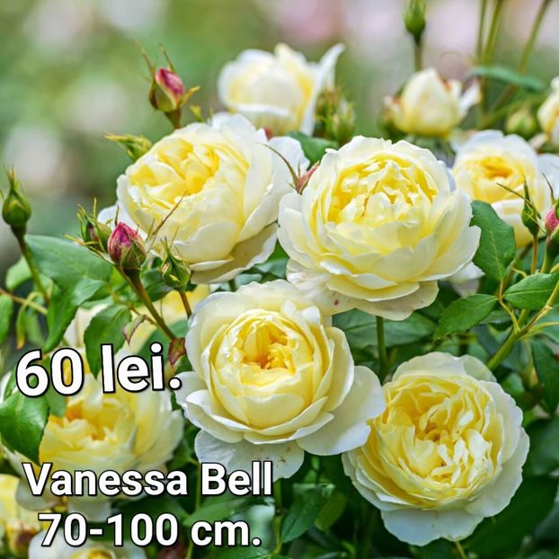 vanessa-bell-2020 - TRANDAFIRI ALTOITI DISPONIBILI CU RADACINA NUDA LIVRAREA SE FACE DUPA 15 OCTOMBRIE