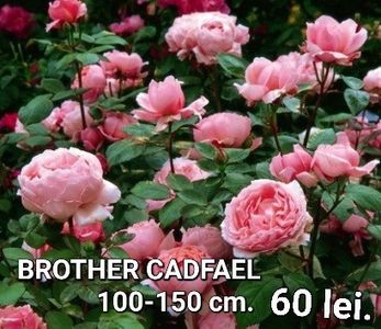 213ce49acf2e48639cc8e128ce2855bc - TRANDAFIRI ALTOITI DISPONIBILI CU RADACINA NUDA LIVRAREA SE FACE DUPA 15 OCTOMBRIE