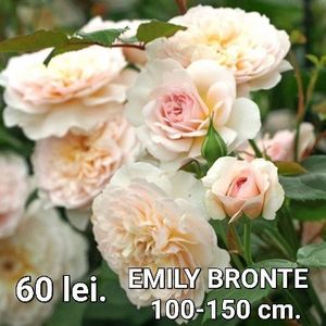 6db99edd030a4ce49209c122ef0ecc5d-1 - TRANDAFIRI ALTOITI DISPONIBILI CU RADACINA NUDA LIVRAREA SE FACE DUPA 15 OCTOMBRIE