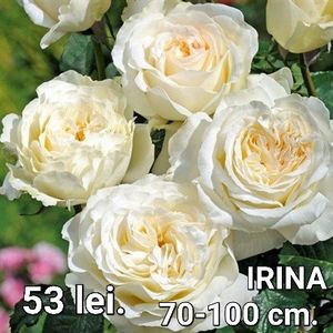 8b0bfeea44044892b4882c27cfce0fb7 - TRANDAFIRI ALTOITI DISPONIBILI CU RADACINA NUDA LIVRAREA SE FACE DUPA 15 OCTOMBRIE