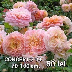 9b80d34586924d4d9600bf1227d64783 - TRANDAFIRI ALTOITI DISPONIBILI CU RADACINA NUDA LIVRAREA SE FACE DUPA 15 OCTOMBRIE